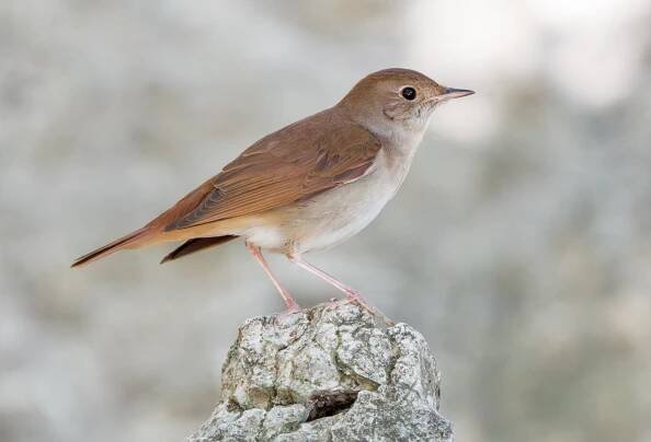Common nightingale - Luscinia megarhynchos 2