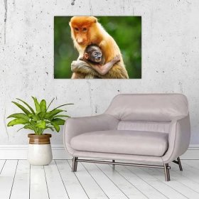Skleněný obraz opic (70x50 cm)
