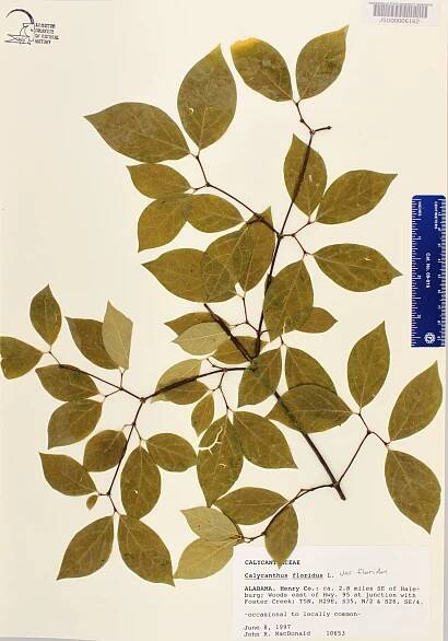 Calycanthus floridus - Species Page - APA: Alabama Plant Atlas 