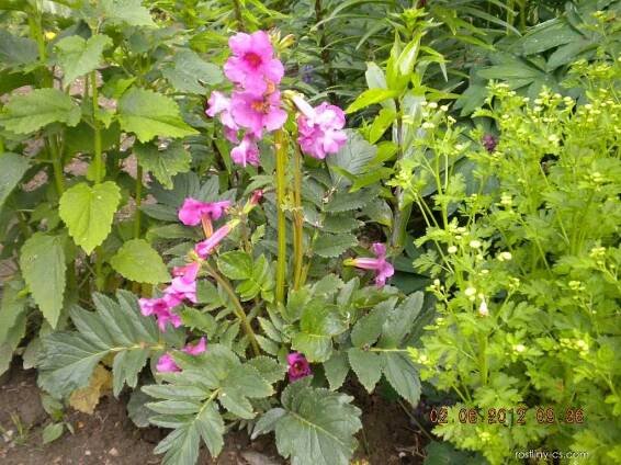 Dvojostice (Incarvillea)
