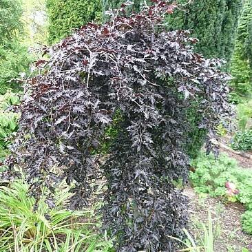 Fagus sylvatica Rohan Weeping