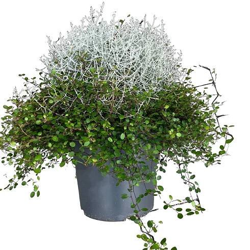 GROW by OBI Drátovec-mulenbekie (Calocephalus Muehlenbeckia), pr. kv. cca 23 cm