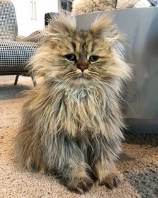 Chlupatá perská kočka se zamračeným pohledem si podmanila uživatele sociálních sítí - Zivot