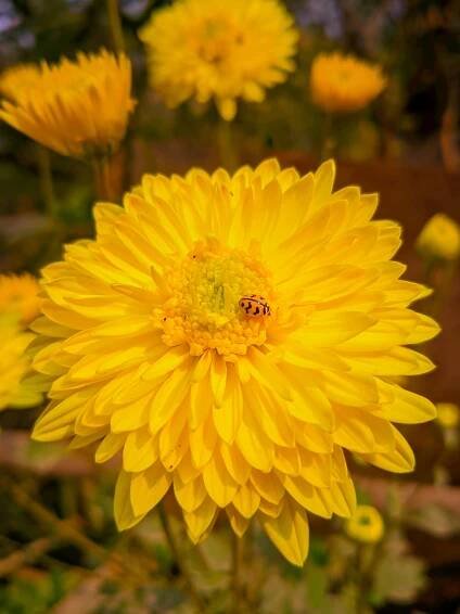Základová fotografie na téma botanická zahrada, botanický, čerstvý, chrysanthemum indicum, chryzantéma, detail, flóra, hvězdnicovité