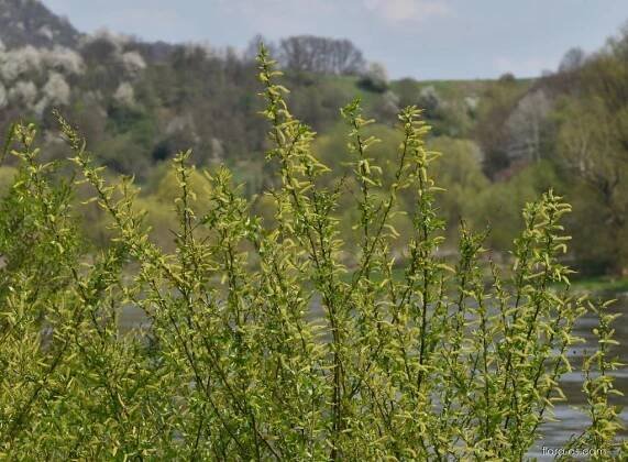 Vrba trojmužná (Salix triandra)
