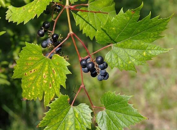 Réva pobřežní Vitis riparia | Blanokřídlí v Praze