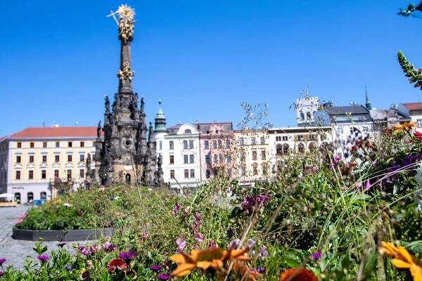 Květiny, kam se podíváš! Centrum města opět rozkvetlo - OLOMOUC.CZ