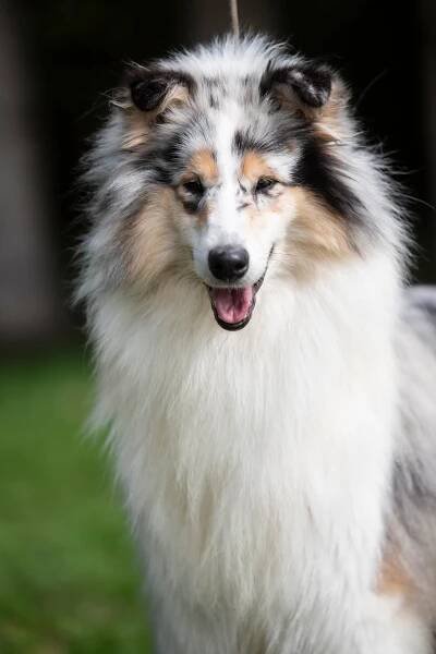Collies of the Holy Mountain