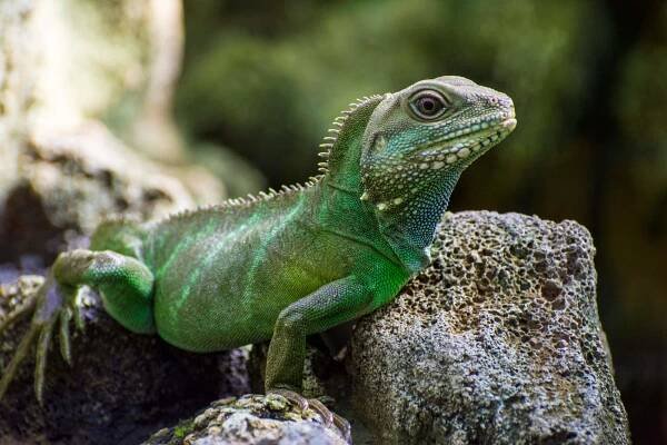Chinese Water Dragon, animals photo