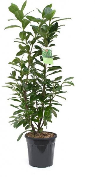OBI Bobkovišeň "Novita" výška cca 100 cm květináč cca 10 l nakoupit u OBI