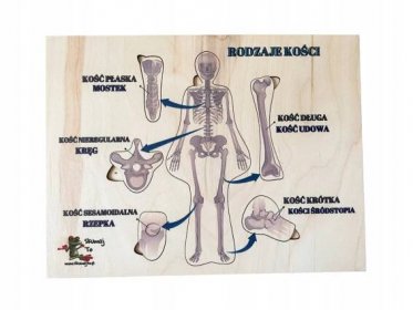 Kostní systém-Druhy kostí člověka skládačka o Montessori kostkách