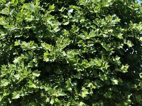 Platanus acerifolia Alphen´s Globe | Platanus - platan |Zahradnictví Franc 