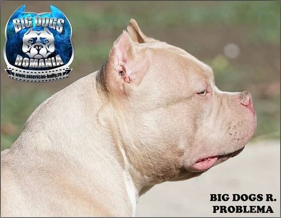 PROBLEMA – American-Bully.ro – Bully Romania big dogs caini