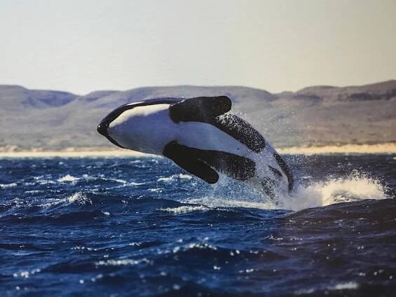 A large black and white orca breaches through the dark waves at a horizontal angle.
