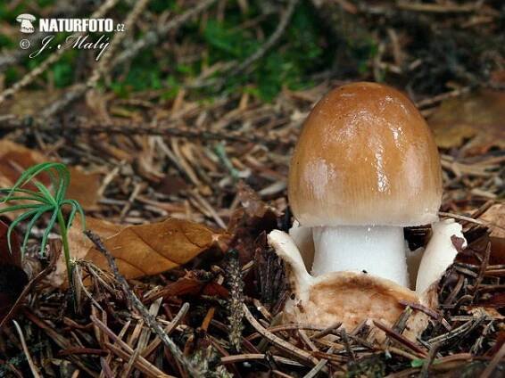 muchomůrka plavá | Naturfoto.cz