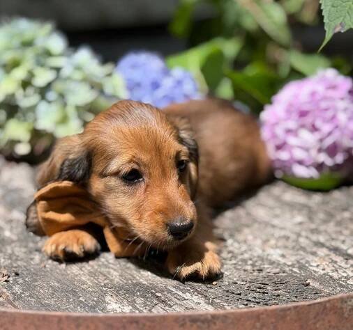 Available Puppies | Lion's Gate Dachshunds