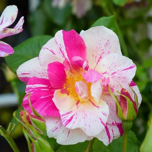 Introducing The King's Rose™ by David Austin | Highgrove News & Blog 