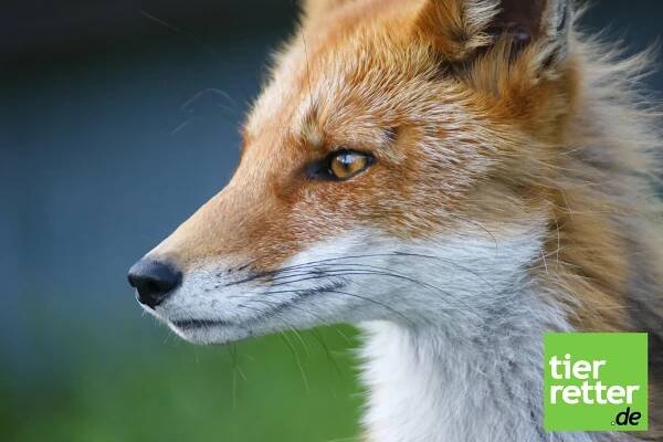 Für das Ende der Fuchsjagd! – tierretter.de e.V.