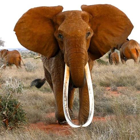 Big Tusker Project , Kenya – International Elephant Foundation