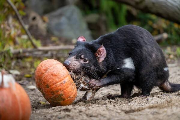 FOTO: Zvířata si v pražské zoo pochutnala na dýňových hodech