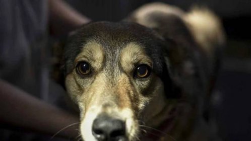 Desítky zaběhlých psů. Sváteční oslavy daly zvířatům v Praze zabrat