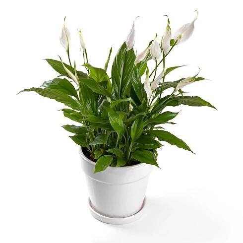 hrnkové spathiphyllum květ izolované na bílém pozadí - toulcovka lilie - stock snímky, obrázky a fotky