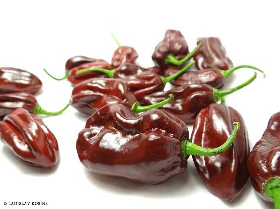 Chilli – kdy je zdravé a kdy už ne?