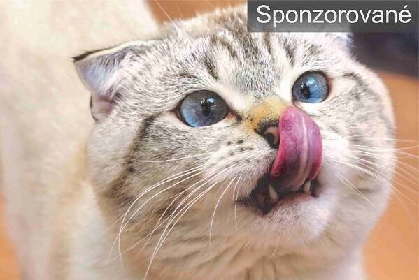 Správne trávenie mačky a probiotiká