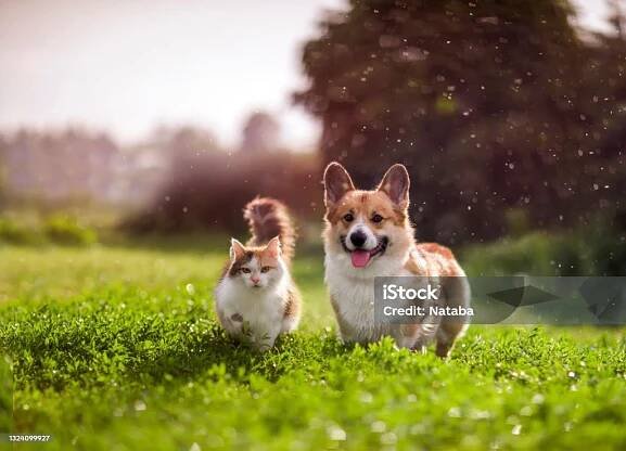 přátelé červená kočka a corgi pes chodí na letní louce pod kapkami teplého deště - Bez autorských poplatků Pes domácí - Psovití Stock fotka