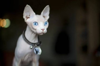 Sphynx: Cat Breed Profile, Characteristics & Care