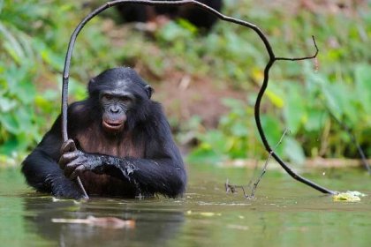 bonobo usando un palo