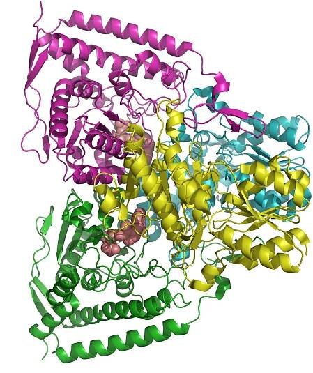 Pyruvatdehydrogenase E1
