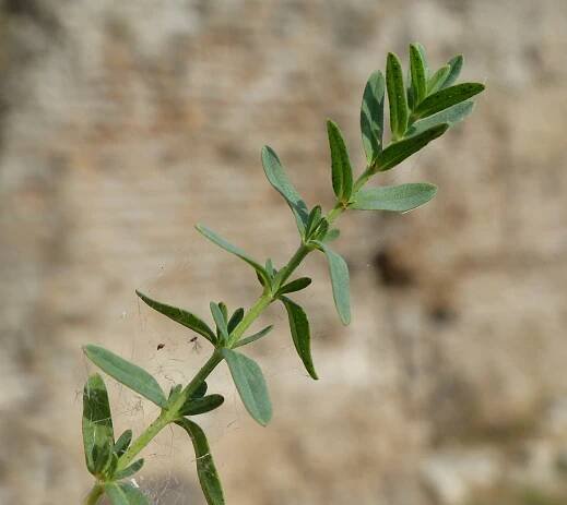 Hypericum perforatum L. - Portale della Flora d'Italia / Portal to the Flora of Italy