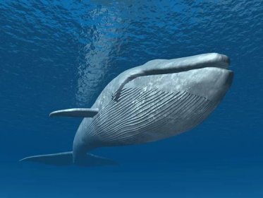 Modrá velryba — Stock obrázek