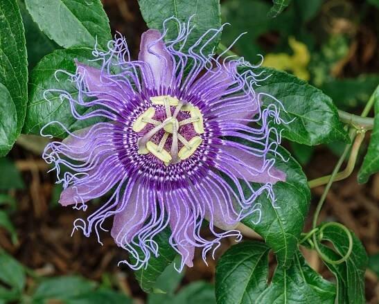 Mučenka PURPLE PASSION