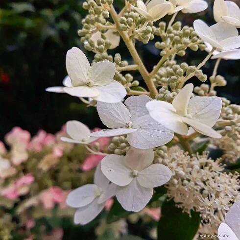 Hortenzie latnatá White Lady (Hydrangea paniculata)