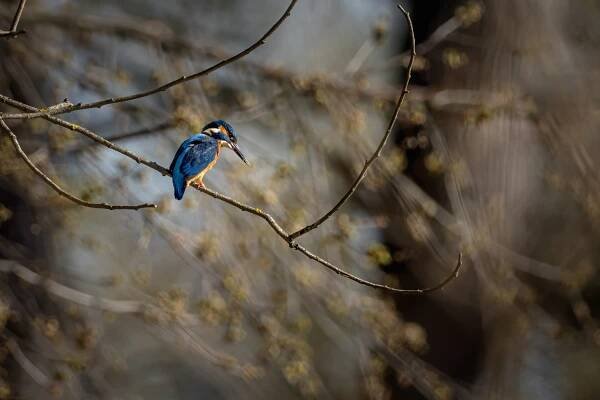Ledňáček říční (Alcedo atthis)
