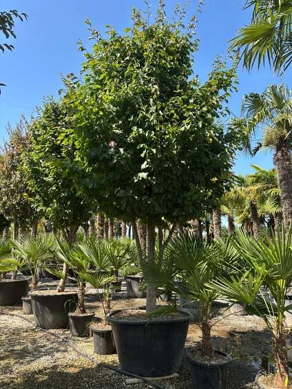 Parrotia persica vanessa fungo