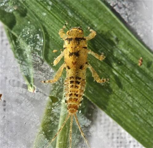 Ephemerella invaria