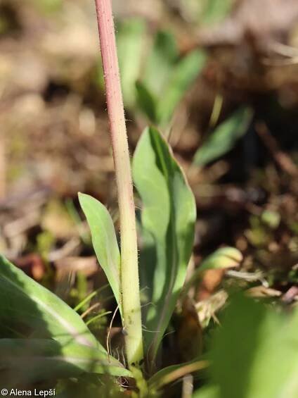 Pilosella lactucella – chlupáček myší ouško