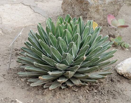 Agave victoriae-reginae crasa exterior