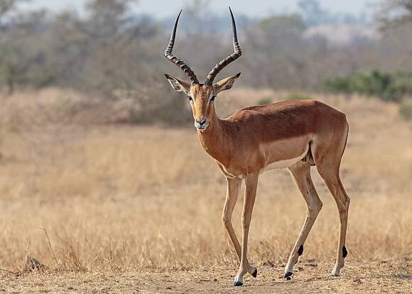 Schwarzfersenantilope