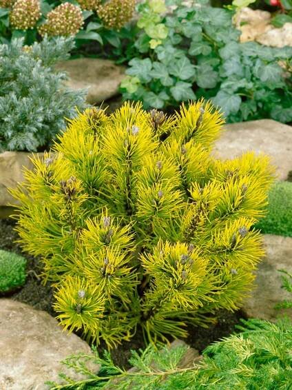 Pinus mugo ´Wintergold´ / Borovice kleč, 15-20 cm, C3