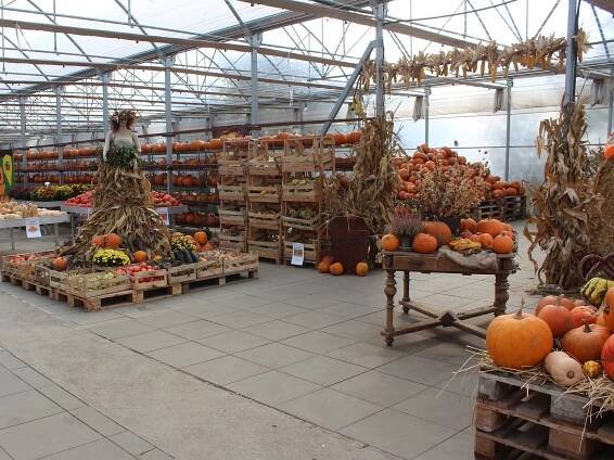 Jahody a brambory nahradily dýně. Vraňanská farma vítá podzim oranžovou záplavou
