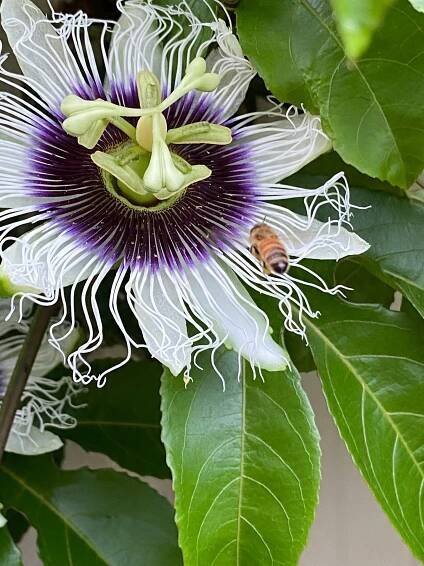 5 x Semena marakuji Passiflora Mučenka jedlá Marakuja Passion fruit Váha 5 g