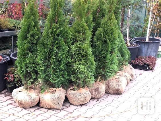 Thuja Smaragd ZEMNÍ BAL 100-120cm - bazar - Hyperinzerce.cz