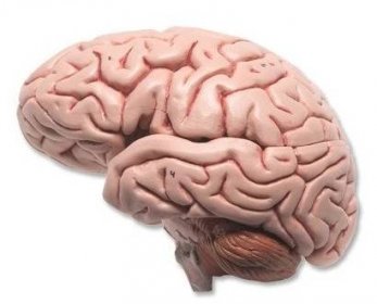 Model lidského mozku - 5 částí - modely lidského mozku