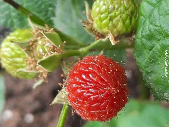 Maliník Raspberry Tower PBR (kontejner p21) za 999.00CZK - Allegro