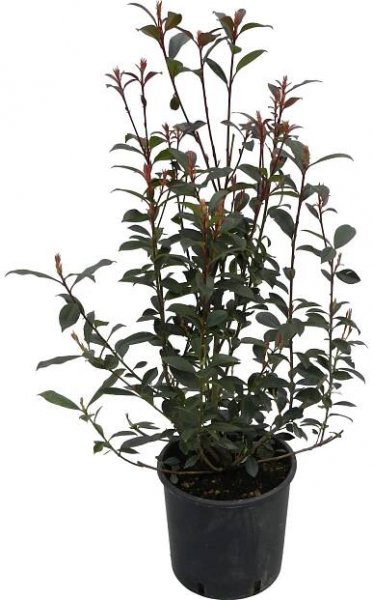OBI Blýskalka "Carré Rouge" výška cca 50 - 60 cm květináč cca 10 l Photinia