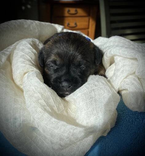THE STORK HAS LANDED….. (with the Trixie X Rusty Litter) – Rushwind Labradors & Border Terriers